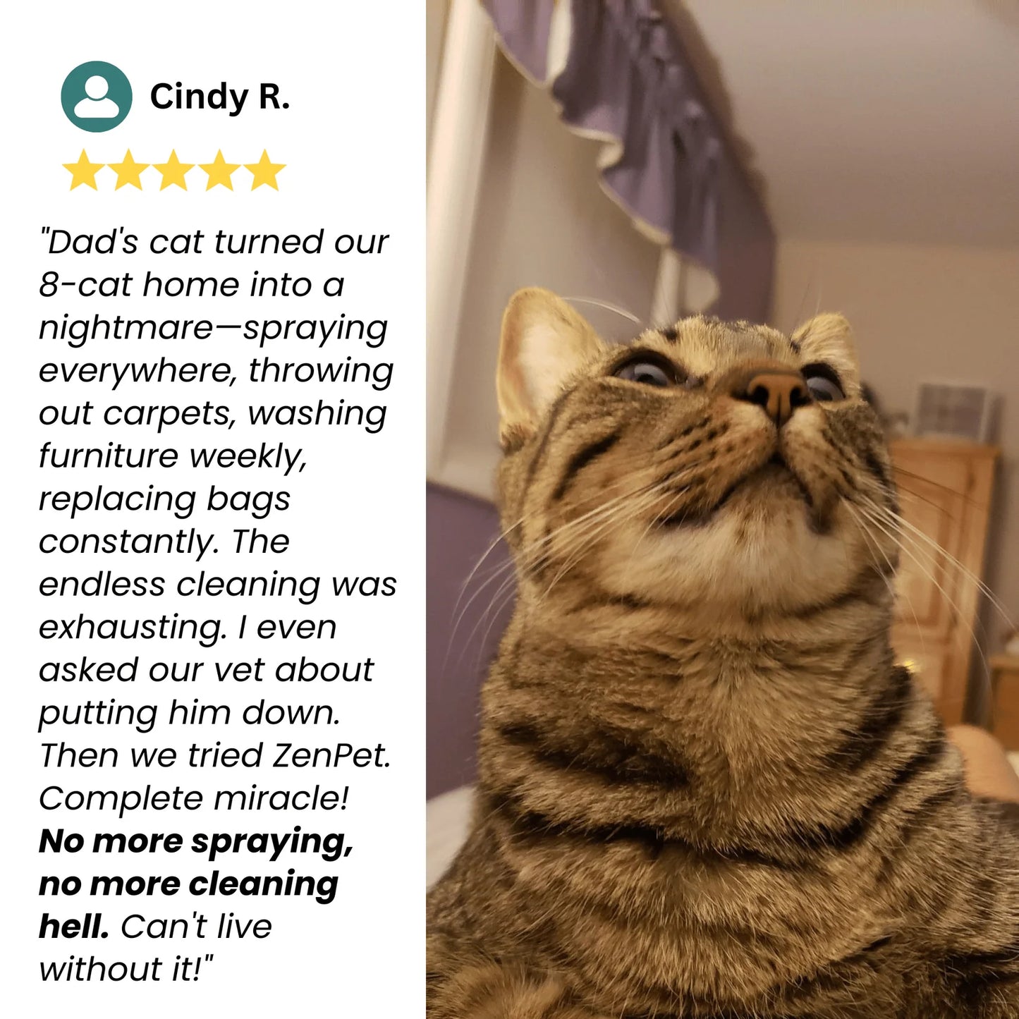 Give Your cat The Peace of Mind TheyDeserve